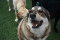 daycare pic 90 - Moose